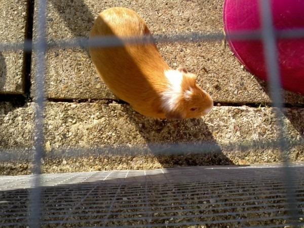 guineapigsmall-600x450 guineapigsmall-600x450